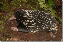 echidna_new_guinea