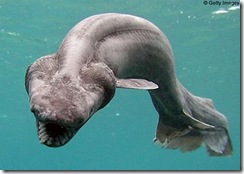 frilledshark_gettyimages